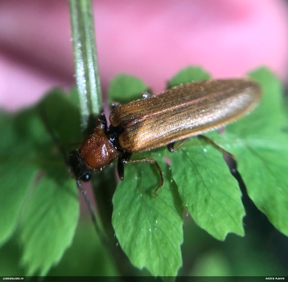 Sprakšķis Denticollis linearis