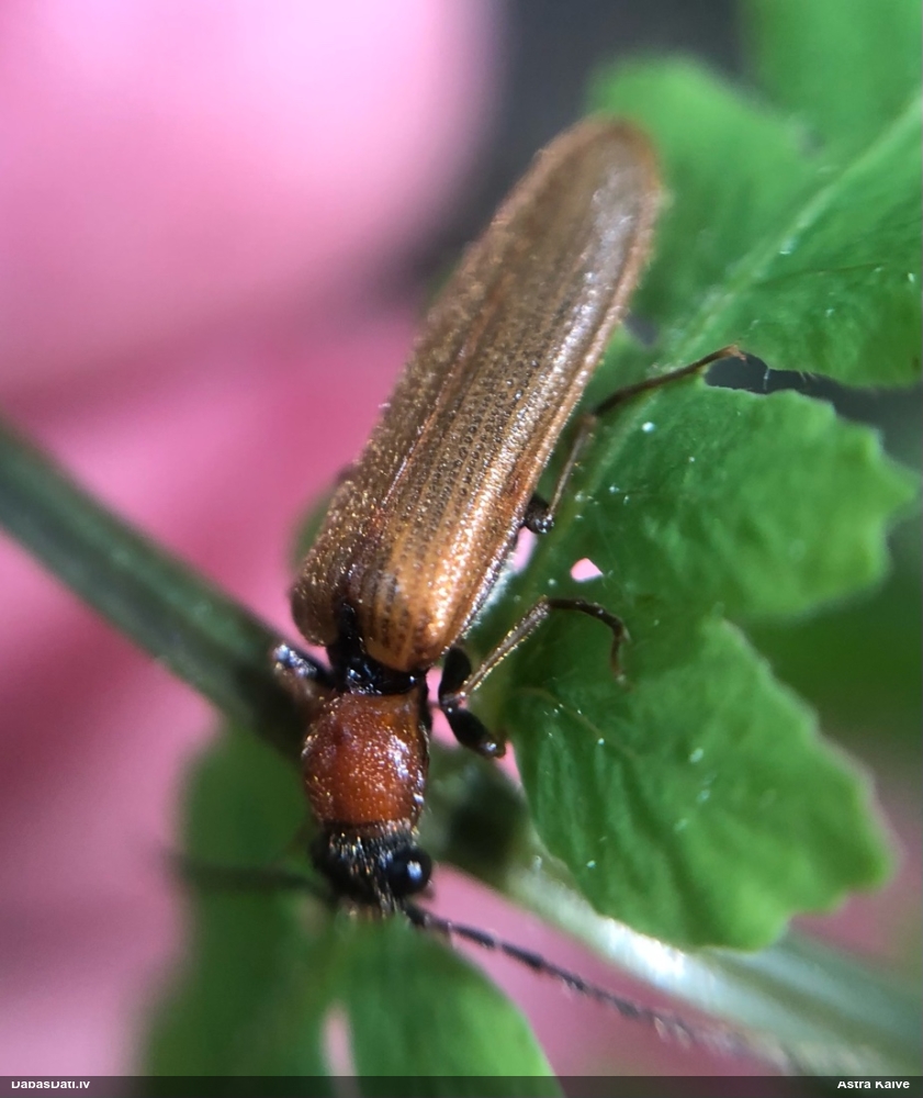 Sprakšķis Denticollis linearis