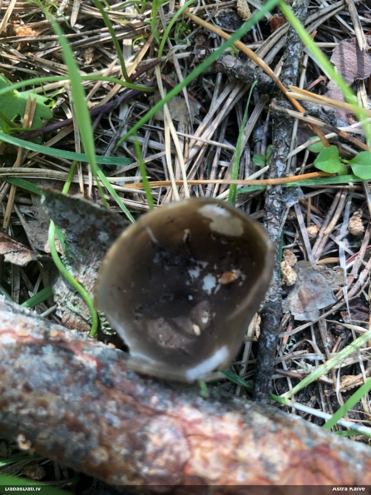 Kausa rumpucis
