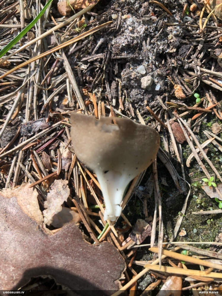 Kausa rumpucis