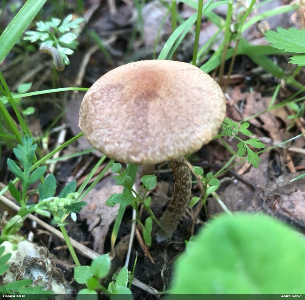 Samtainā spīgulīte