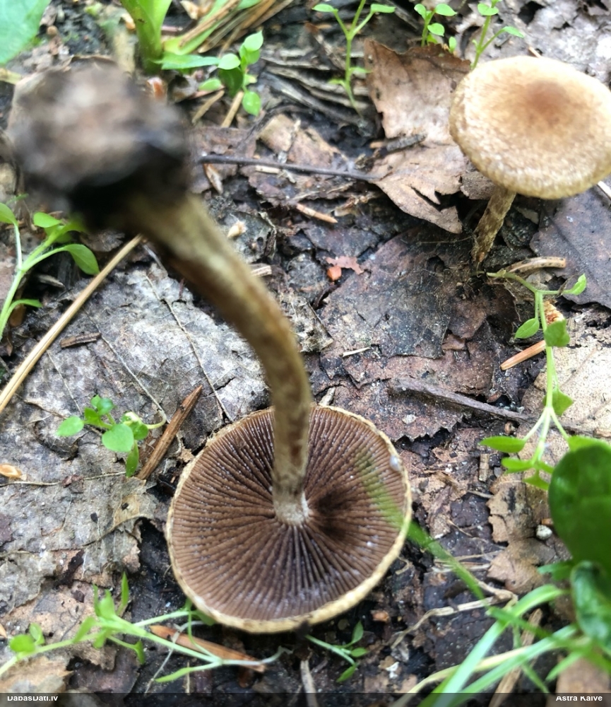 Samtainā spīgulīte