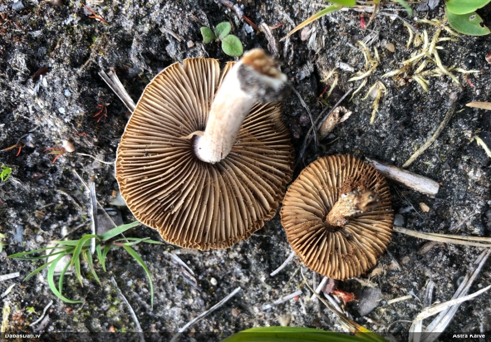 Šķiedrgalvīte (nenoteikta)