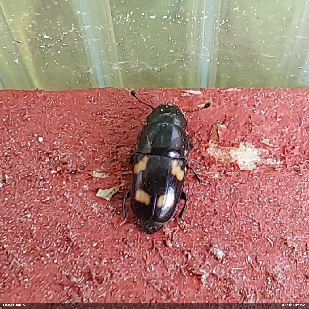 Spīdulis Glischrochilus sp.
