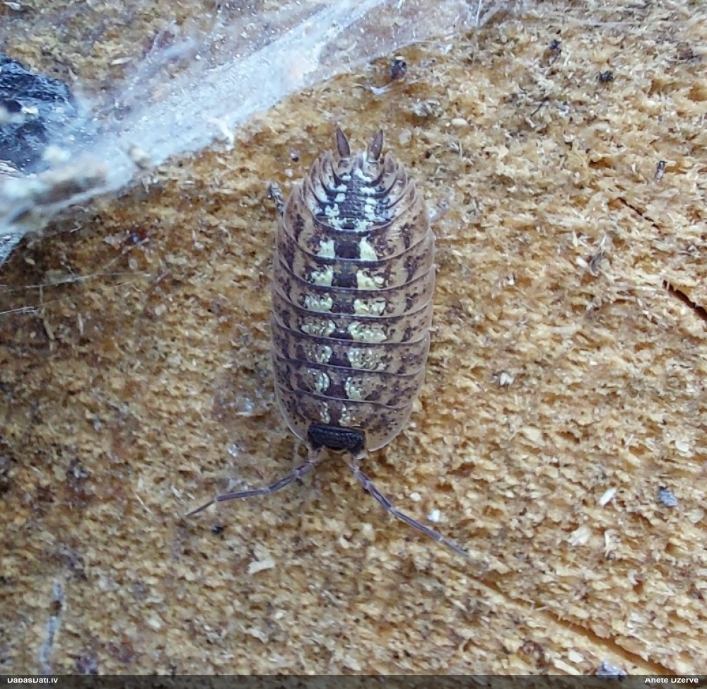 Mitrene Porcellio spinicornis