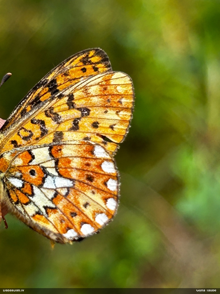 Agrais purvraibenis