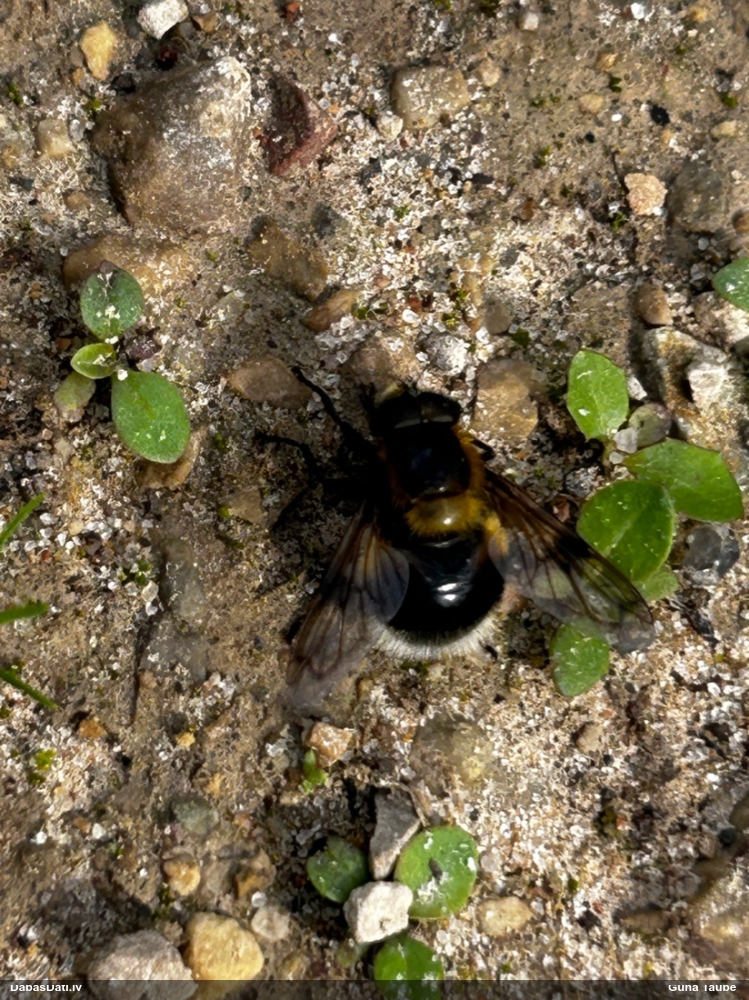 Ziedmuša Volucella bombylans