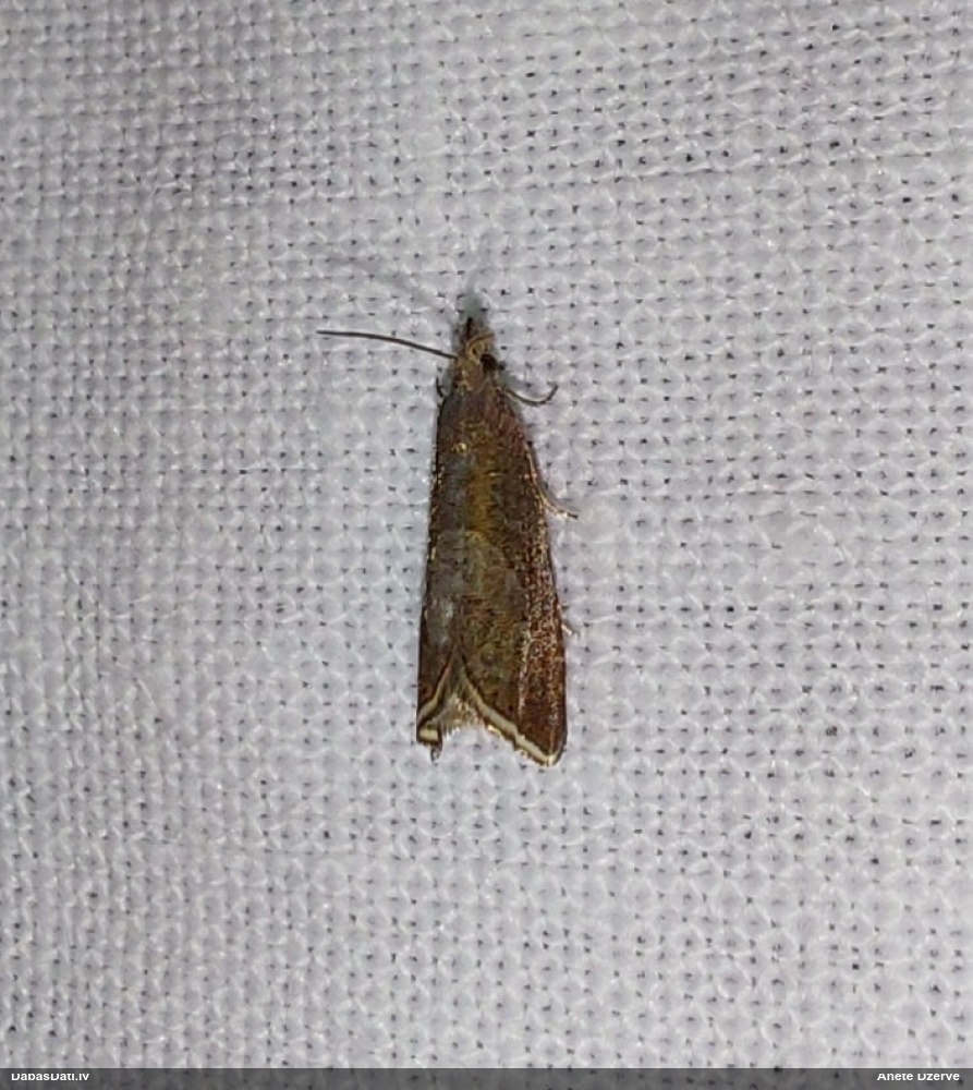Tinējs Dichrorampha acuminatana