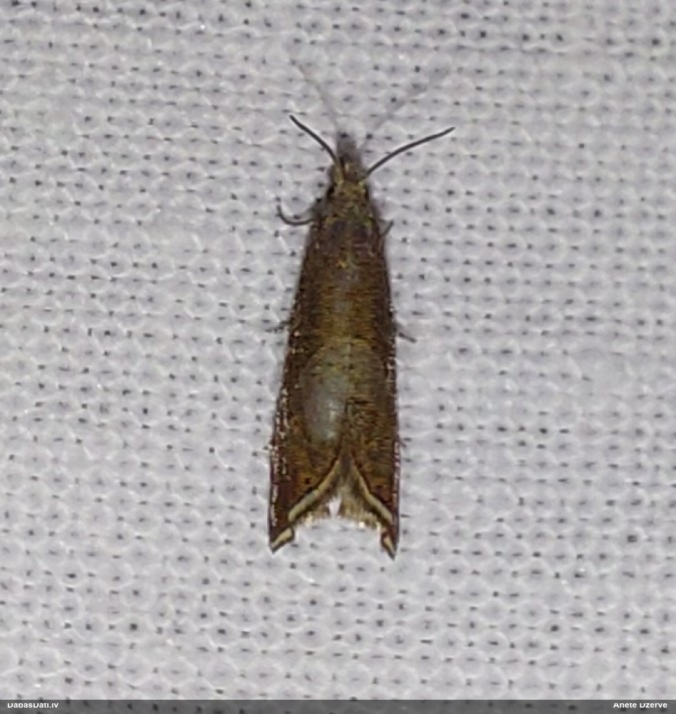 Tinējs Dichrorampha acuminatana