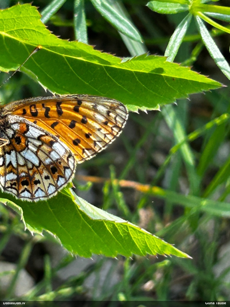 Parastais purvraibenis