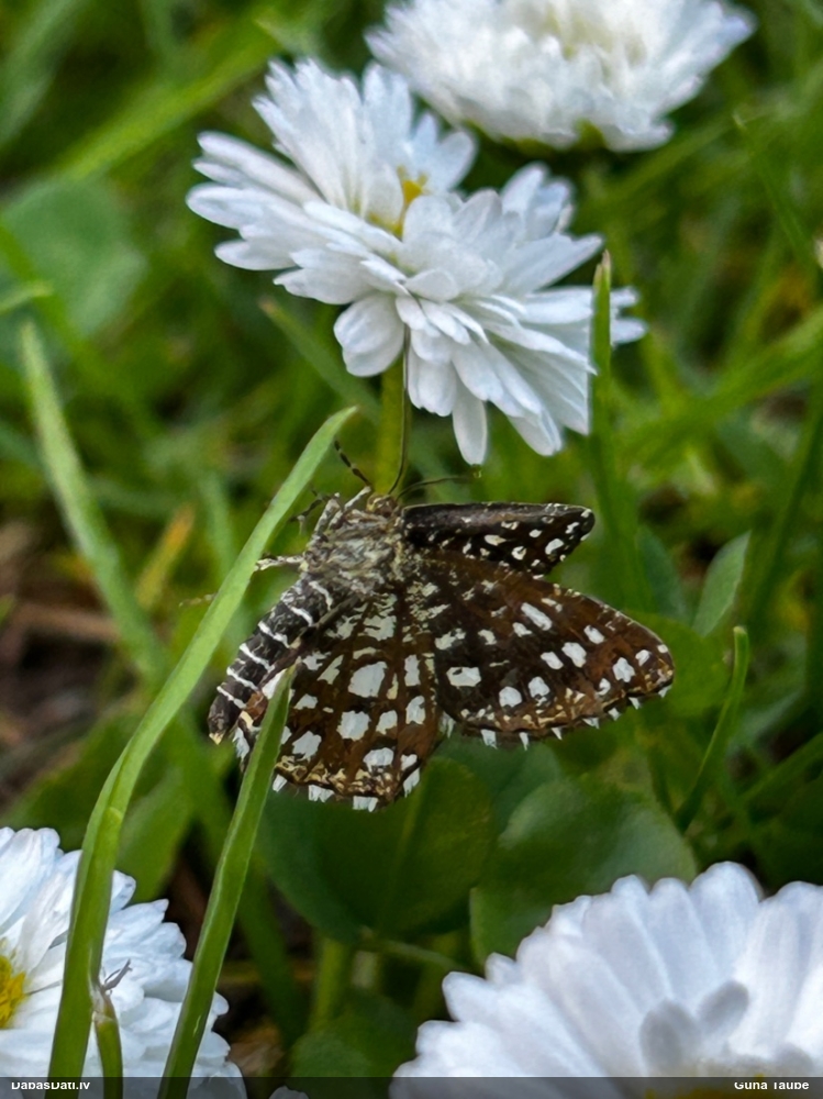 Āboliņa sprīžmetis