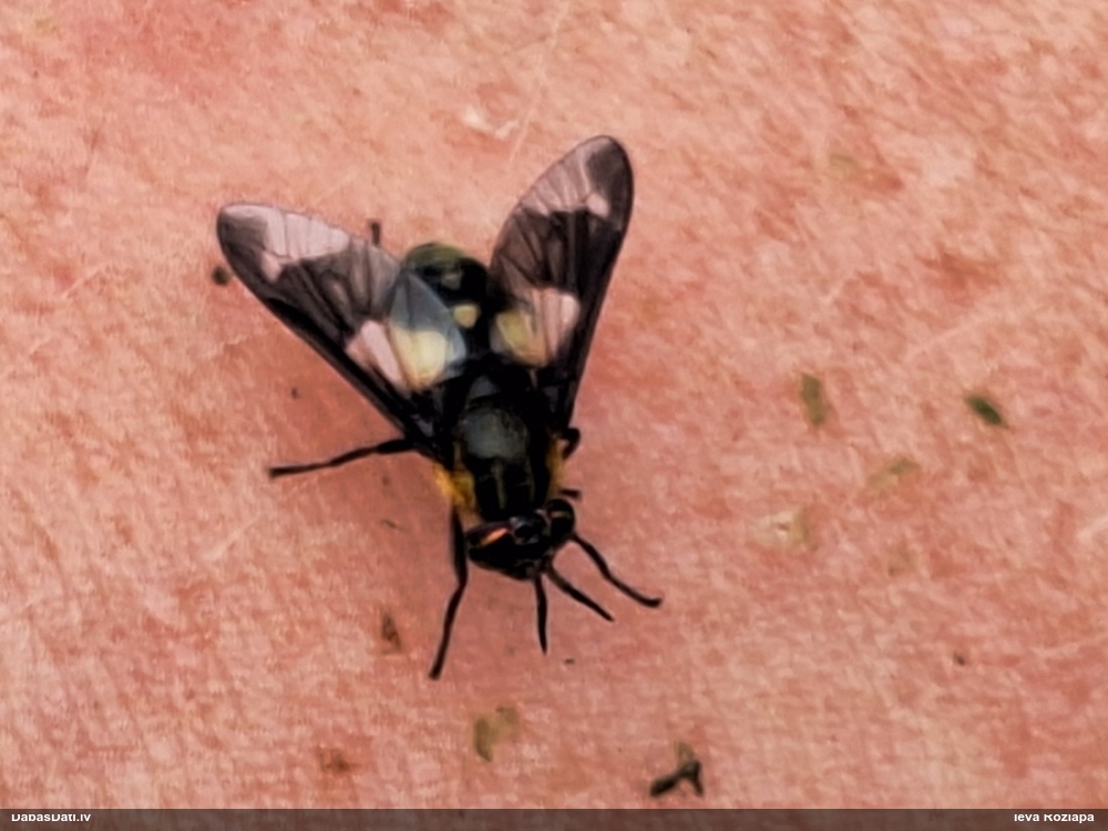 Zeltacis Chrysops sp.