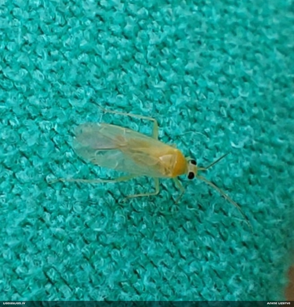 Mīkstblakts Orthotylus tenellus