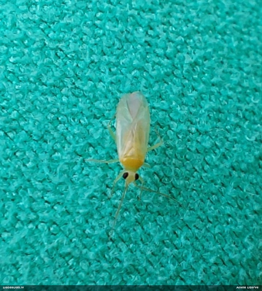 Mīkstblakts Orthotylus tenellus