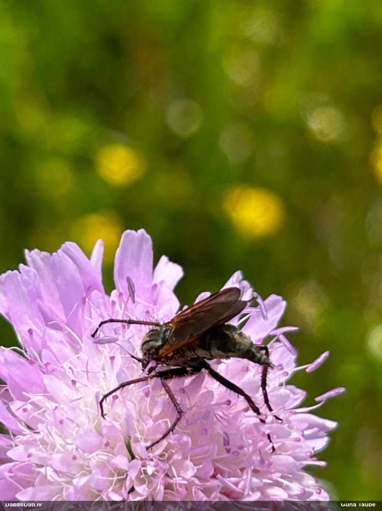 Dejotājmuša Empis sp.