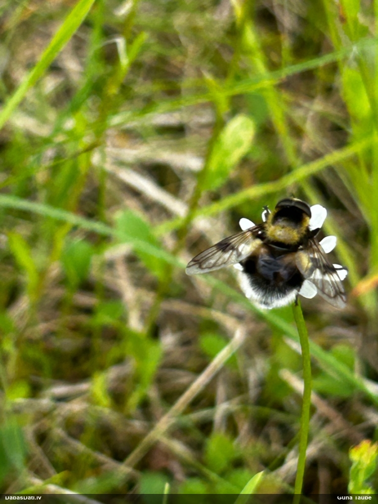 Ziedmuša Volucella bombylans