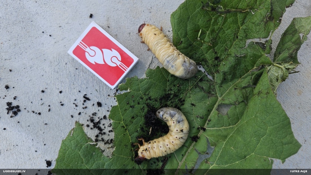 Komposta degunradžvabole