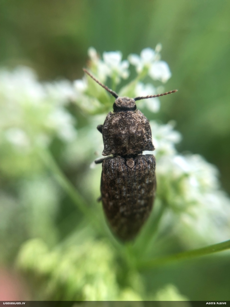 Sprakšķis Agrypnus murinus