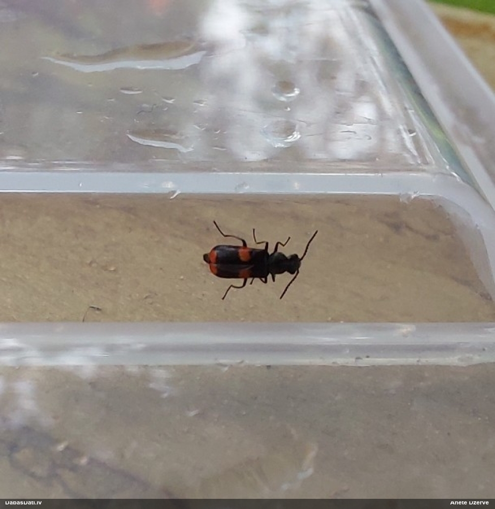 Māņmīkstspārnis Anthocomus fasciatus