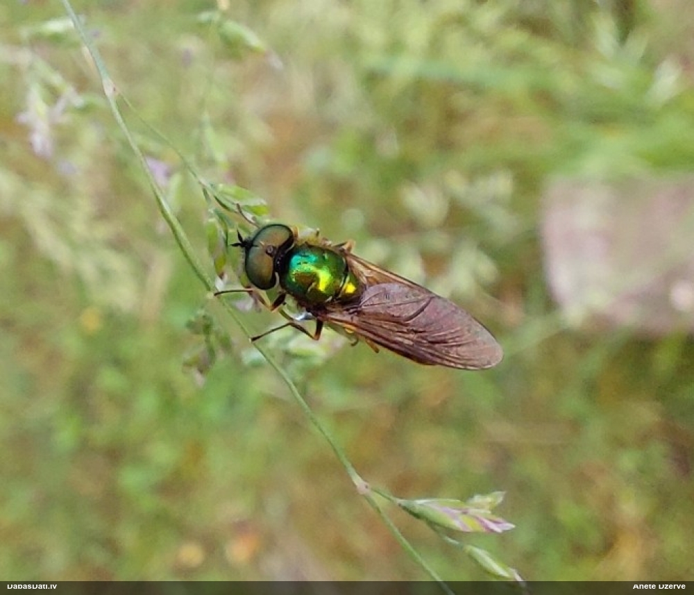Dzelkņmuša Chloromyia formosa