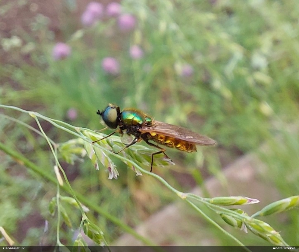 Dzelkņmuša Chloromyia formosa