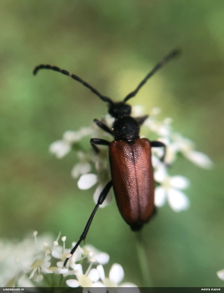 Koksngrauzis Stictoleptura maculicornis