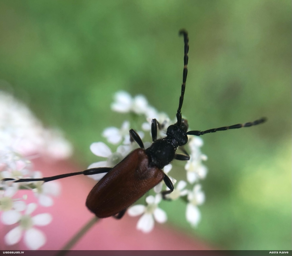 Koksngrauzis Stictoleptura maculicornis