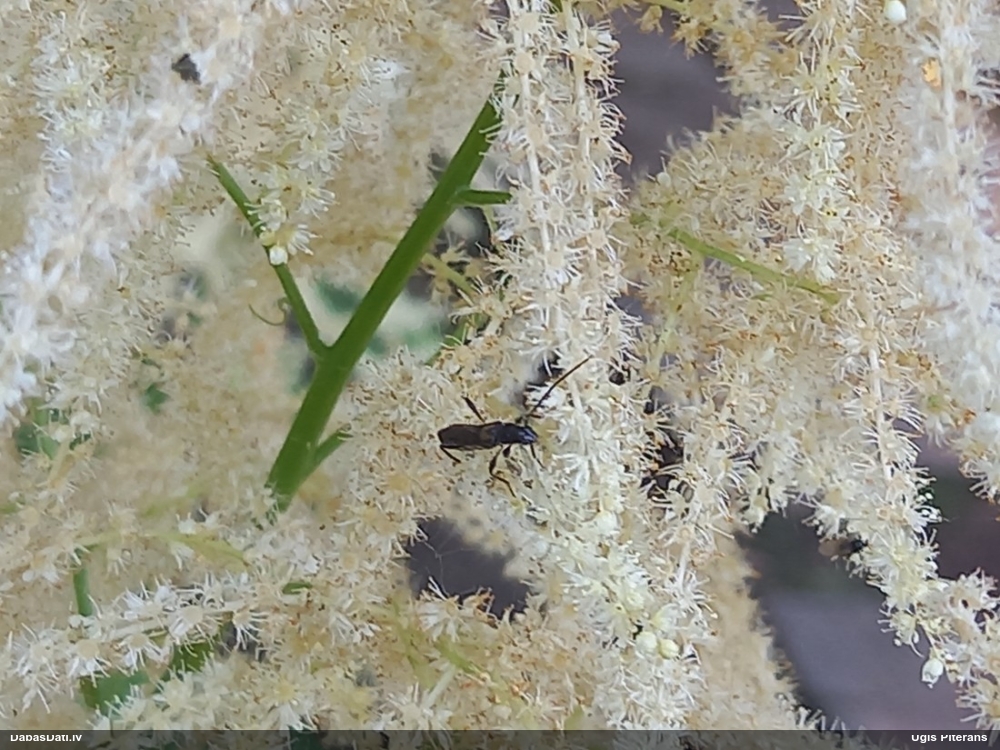 Koksngrauzis Glaphyra umbellatarum