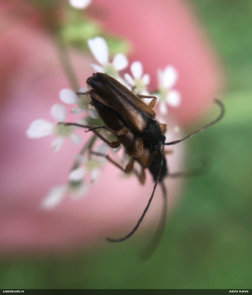 Koksngrauzis Alosterna tabacicolor