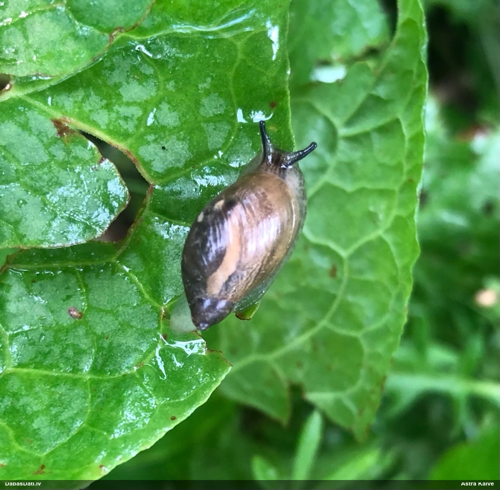 Dzintargliemezis Succinea sp.