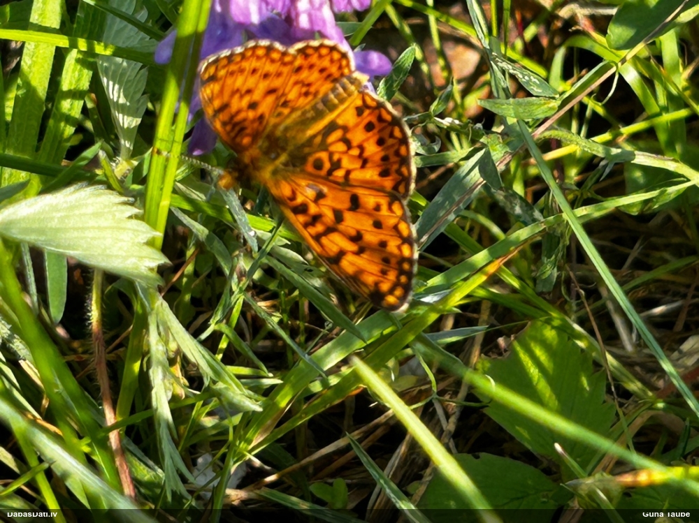 Parastais purvraibenis