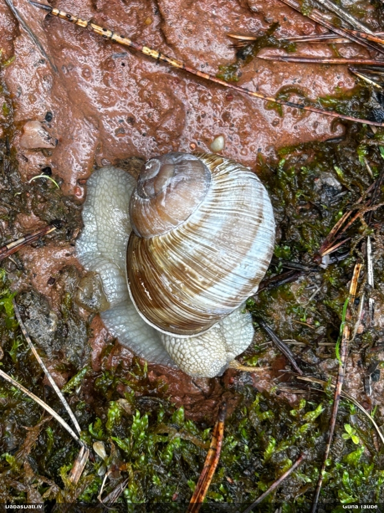 Parka vīngliemezis (īstais vīngliemezis)