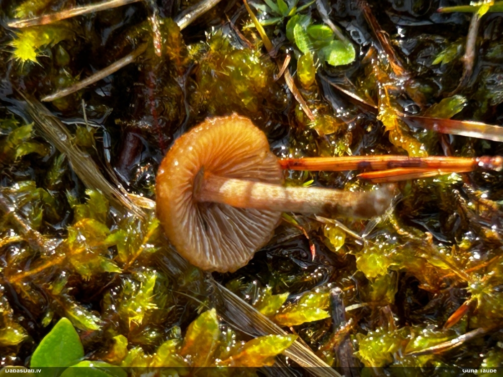 Liesmenīte Flammulaster sp.