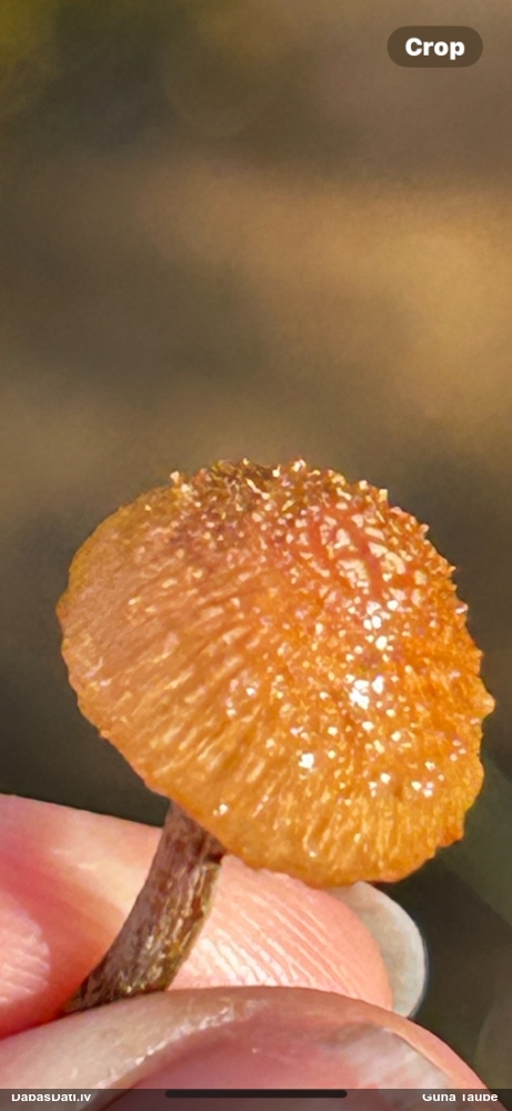 Liesmenīte Flammulaster sp.
