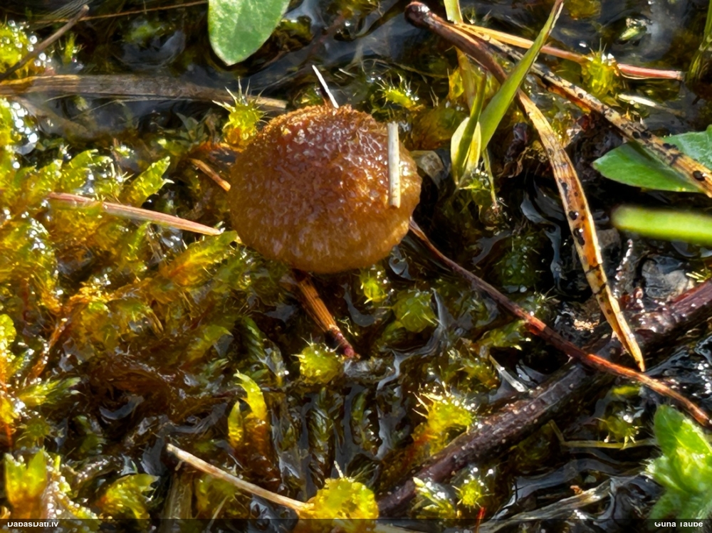 Liesmenīte Flammulaster sp.