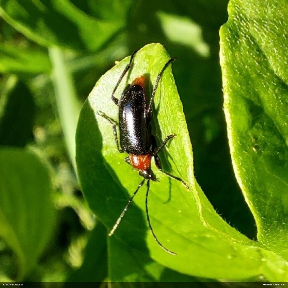 Koksngrauzis Dinoptera collaris