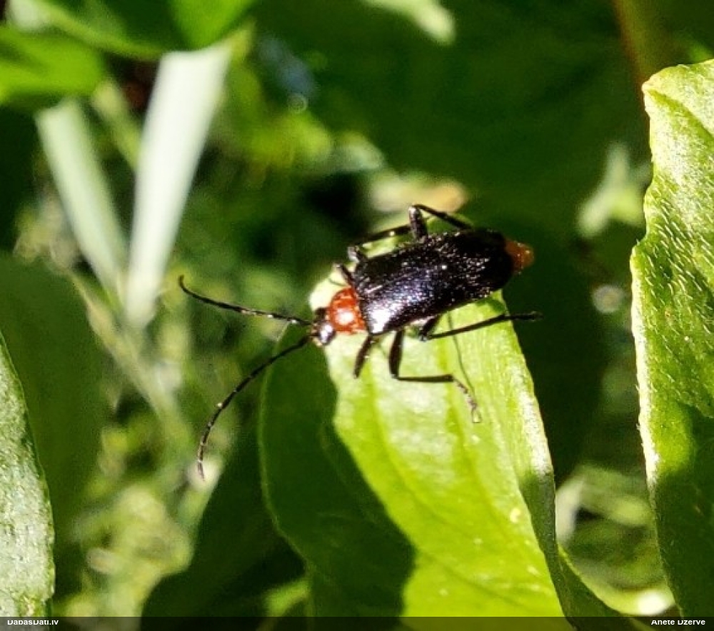 Koksngrauzis Dinoptera collaris