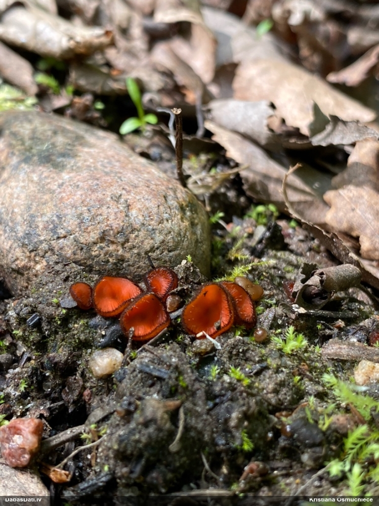 Skropstene (nenoteikta)