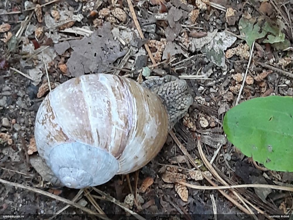 Parka vīngliemezis (īstais vīngliemezis)