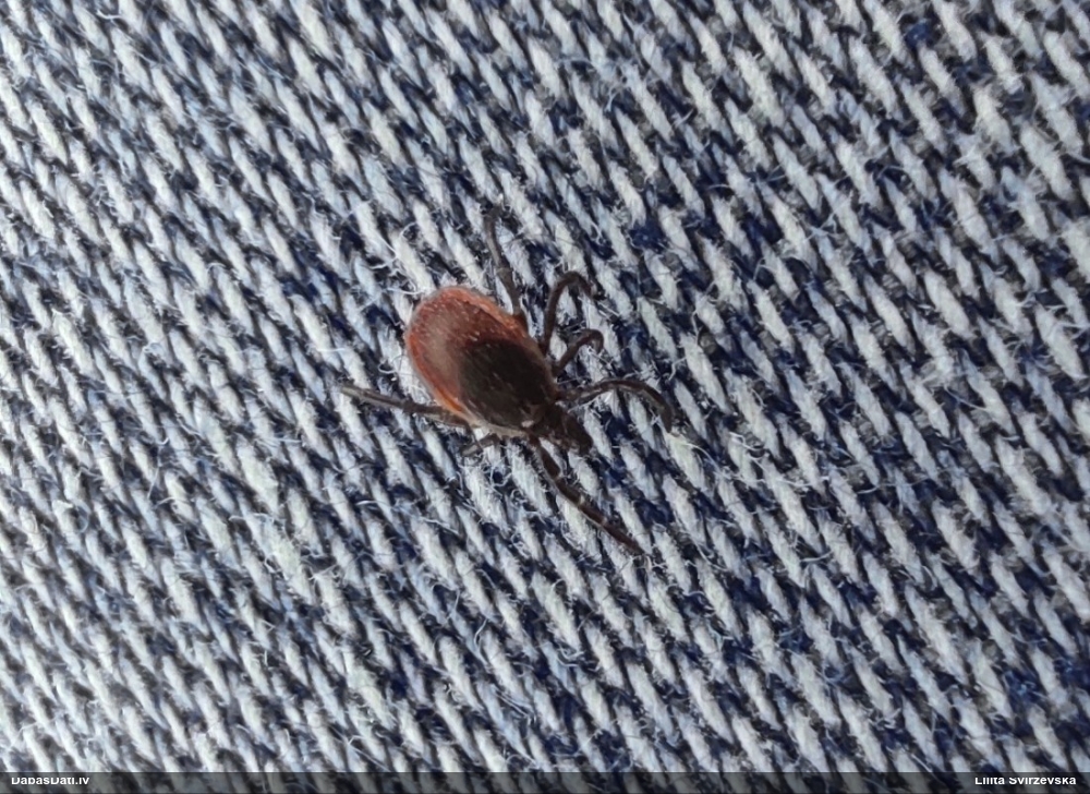 Ganībērce Ixodes sp.