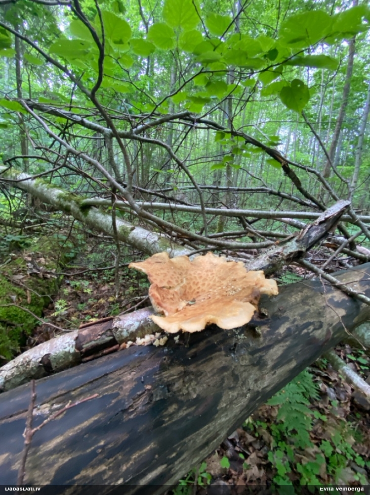 Zvīņainā kātiņpiepe