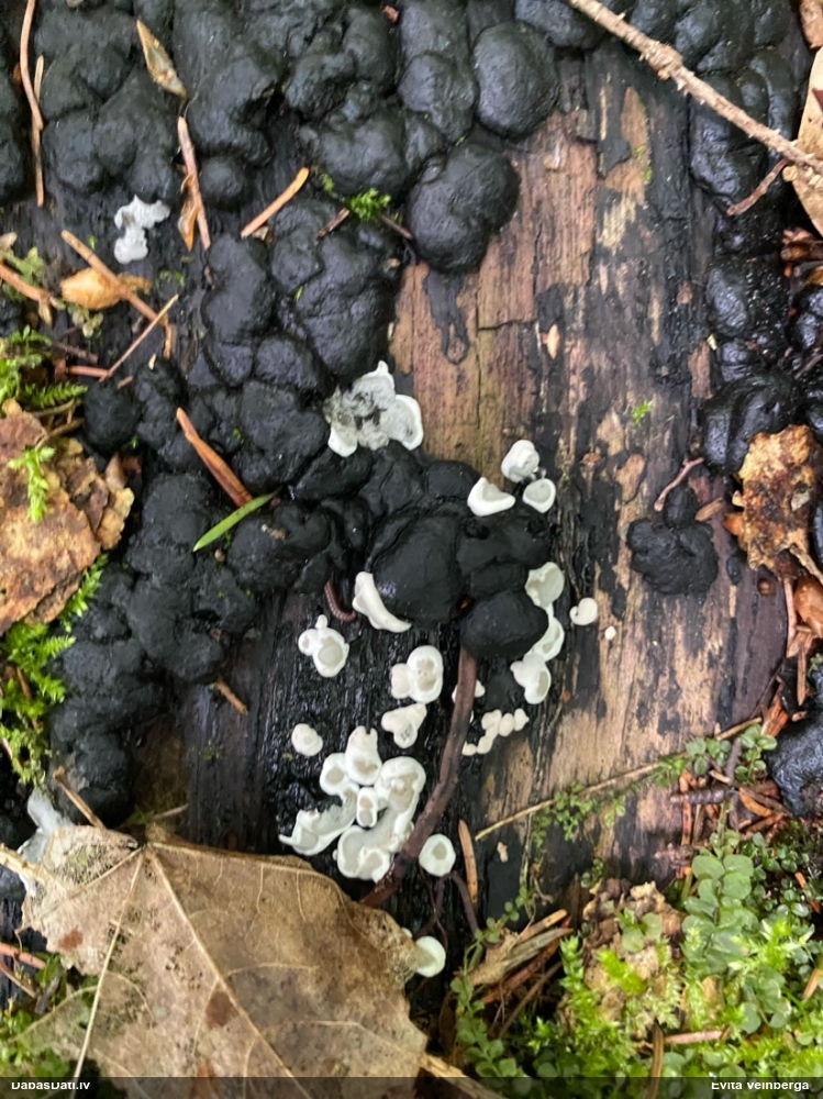Ogļmelnā grubulene