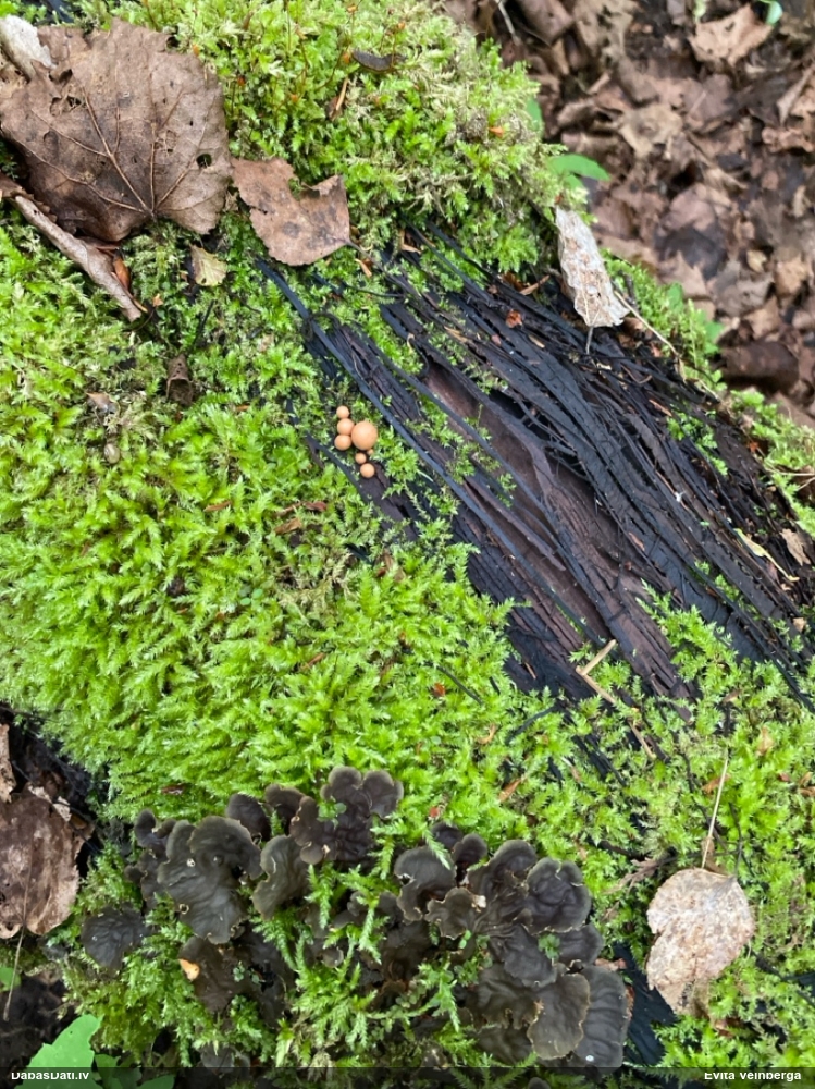 Vilkpienaine (nenoteikta)