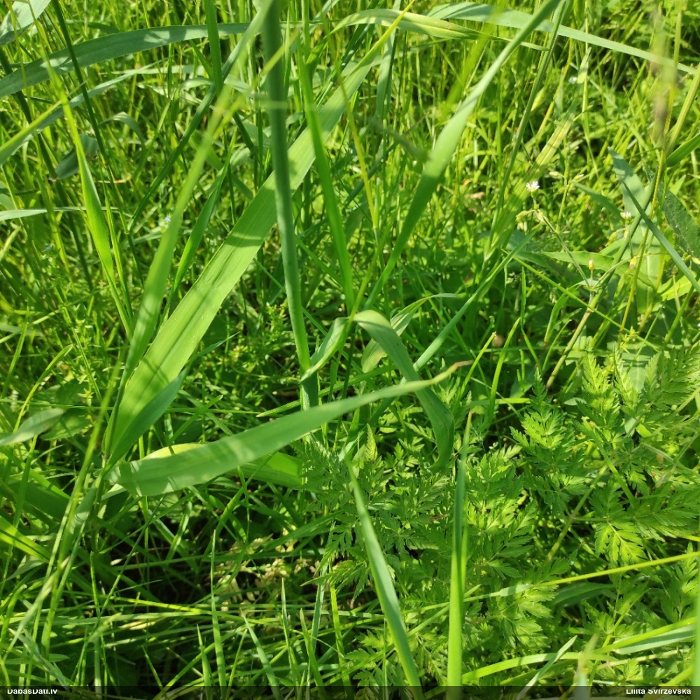 Sīpols (nenoteikts)