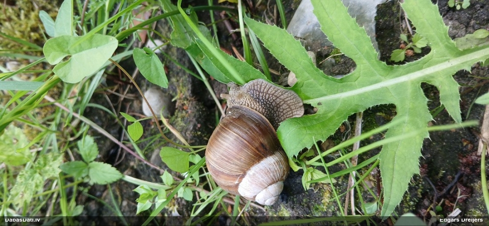 Parka vīngliemezis (īstais vīngliemezis)