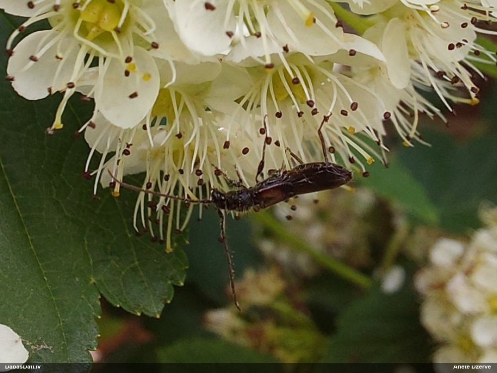 Koksngrauzis Glaphyra umbellatarum