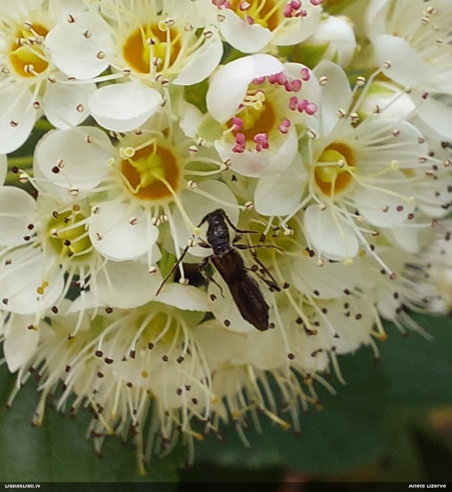Koksngrauzis Glaphyra umbellatarum