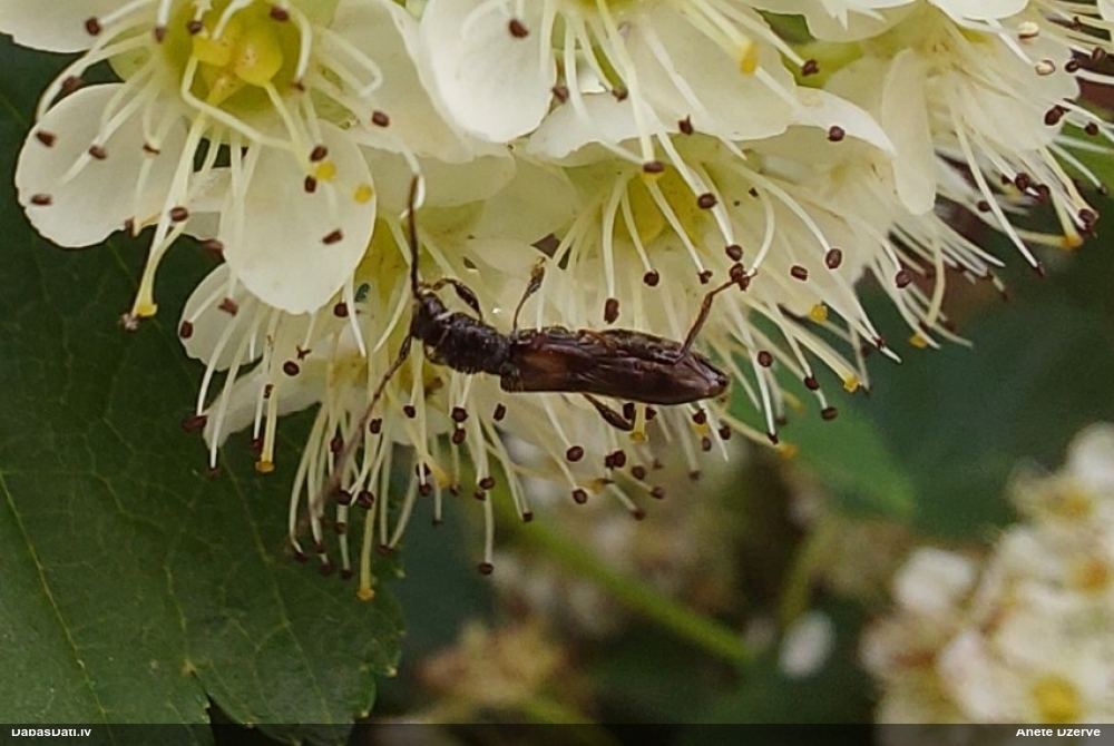 Koksngrauzis Glaphyra umbellatarum