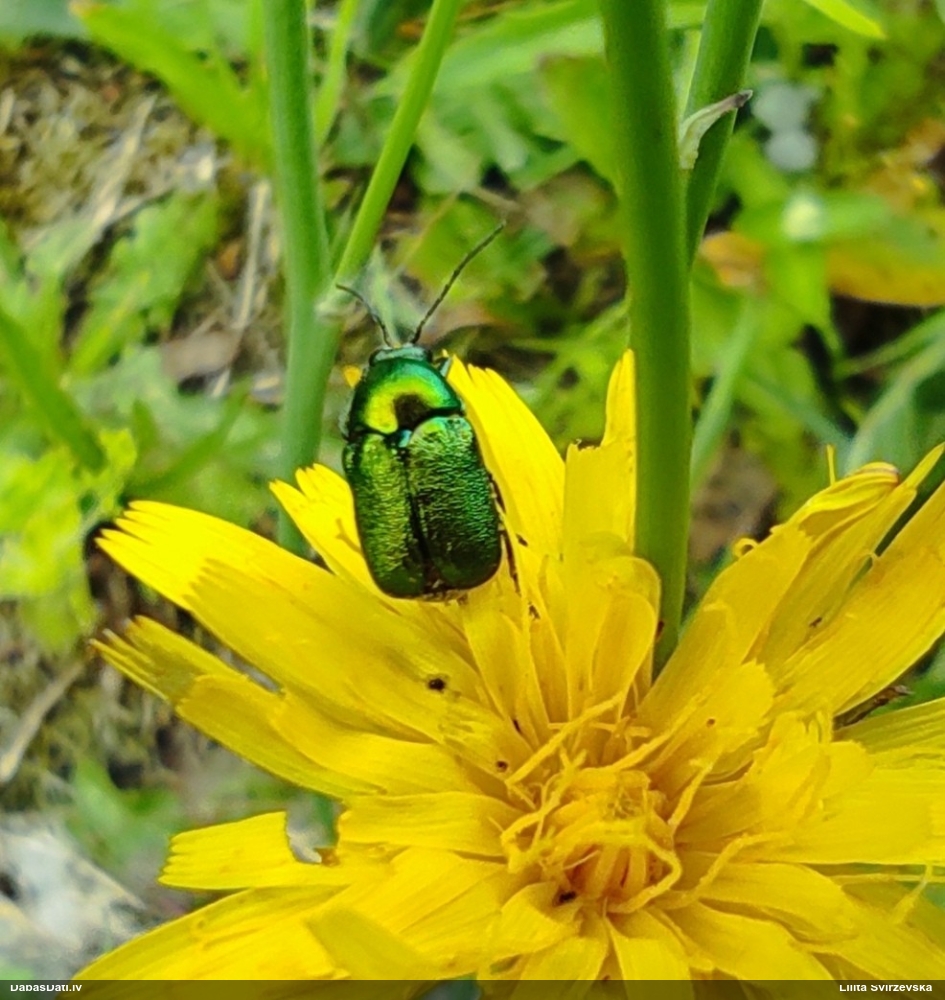 Lapgrauzis Cryptocephalus sp.