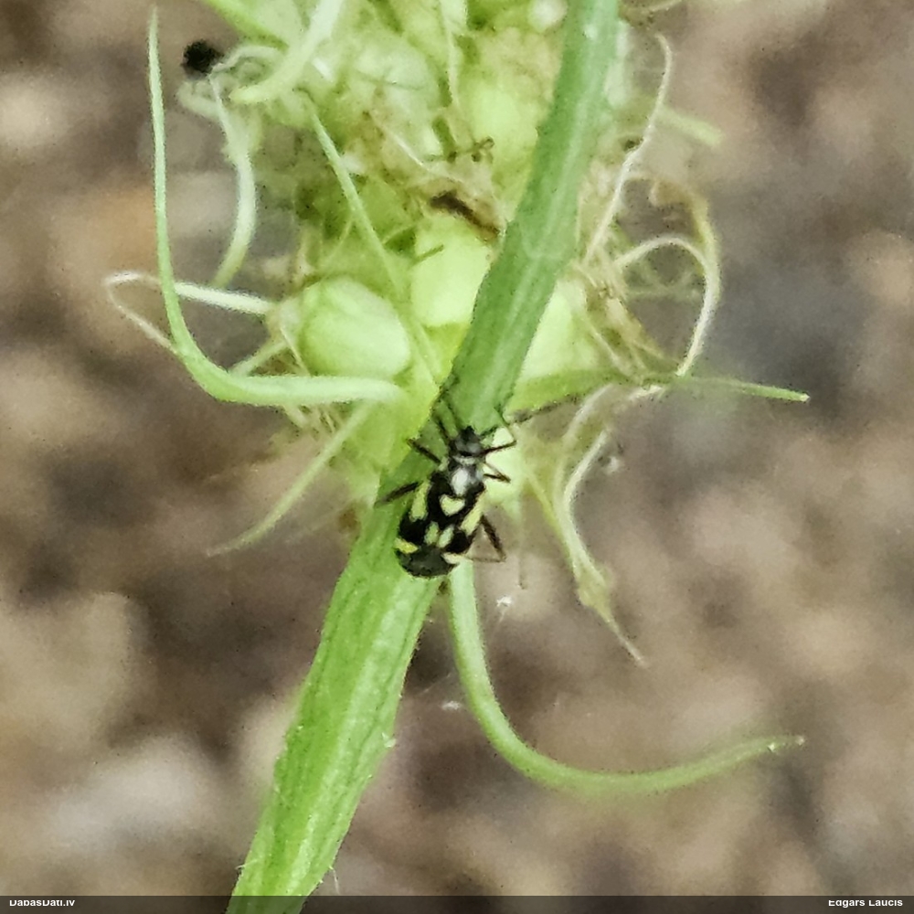 Mīkstblakts Grypocoris sexguttatus
